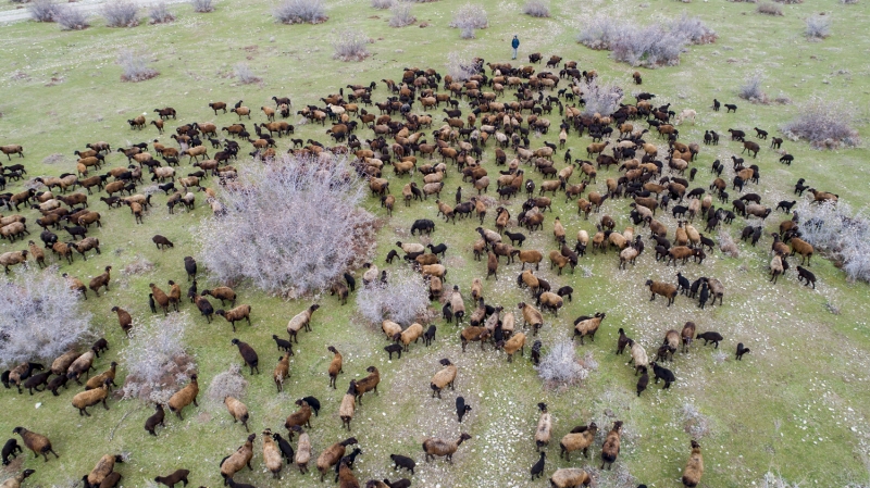 Anne ve yavrusunun ayr yerlerde tutulmasnn, kuzunun geliimine, koyunun ise dinlenmesine katk sunduunu aktaran Kaysadu, bu uygulamann yaklak 2-3 ay srdn dile getirdi.  