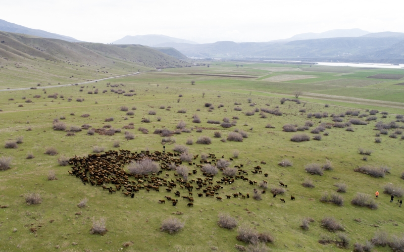 'Gryorsunuz burada 700-800 koyun var. kindi namazndan sonra bu kuzular ayryoruz. Ayr bir barnakta tutup, sabahlar tekrar buluturuyoruz. 10 kat daha kalabalk olsun kuzular brakldnda hepsi birer birer annesiyle buluuyor. Hibir sknt olmuyor. En ge 15 dakika iinde btn kuzular annesiyle buluuyor. Gece ayrlan koyun ve kuzular rahat bir ekilde dinleniyor. Bu dnemde st retimi yapmyoruz. Maysn ortasnda st retimine balyoruz. Kuzular u anda ok kk olduu iin yemle beslenemiyor.'  