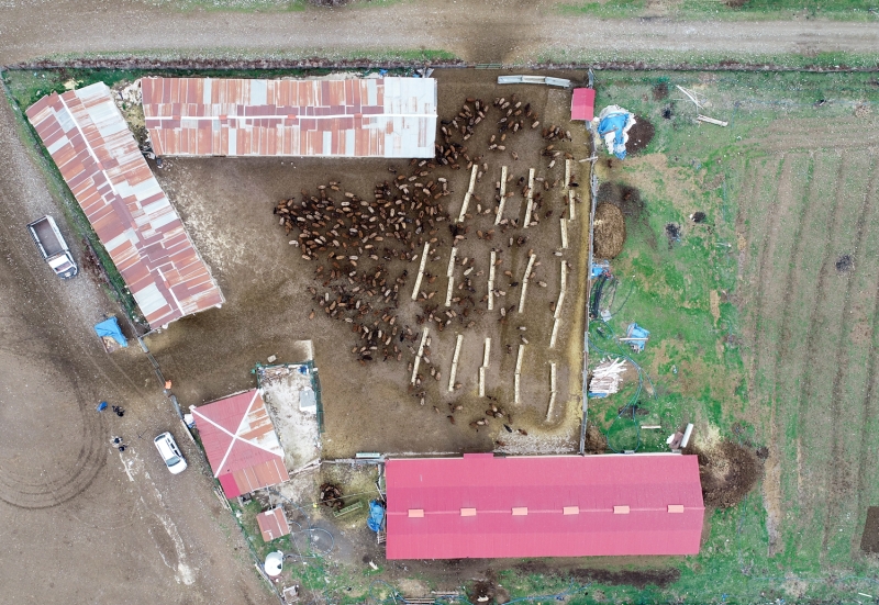 Kaysadu, koyun ve kuzularn buluma anndaki telann grlmeye deer olduunu belirterek, 'Kuzular doumundan itibaren 5 ay boyunca gnde iki sefer annesinden ayryoruz.' dedi.  