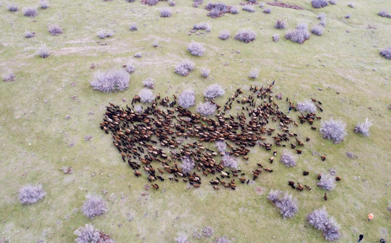 Kuzularn anneleri ile buluma annn duygusal olduunu iaret eden Kaysadu, unlar kaydetti:  