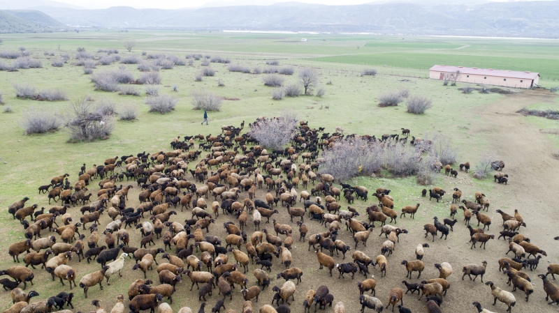 Bingl Damzlk Koyun ve Kei Birlii Bakan Ali Kaysadu ise ilde kkba hayvancln youn ekilde yapldn belirterek, besicilerin uzun ve yorucu k sezonunun ardndan bahara kavumann heyecann yaandn syledi.  