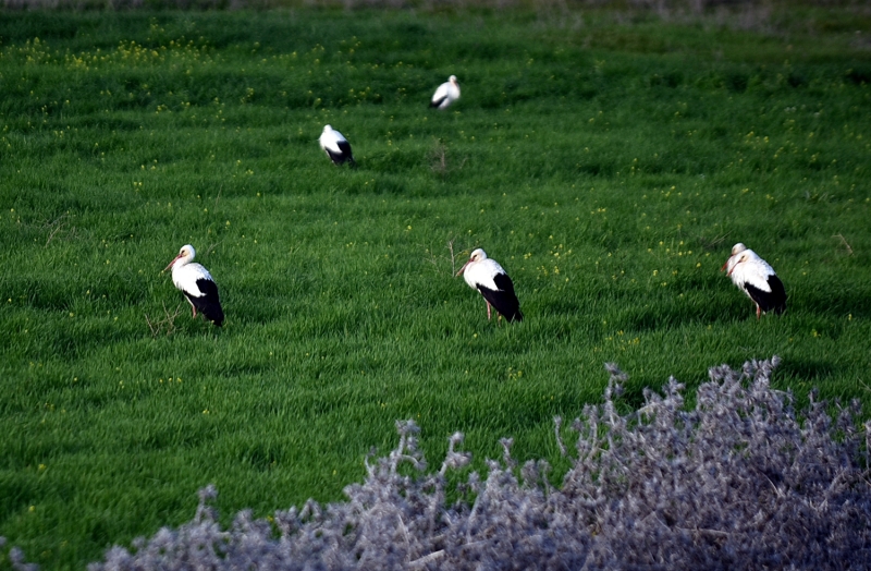 <p>Kente önceki günlerde meydana gelen yağışların etkisiyle alanda oluşan mini gölette su ihtiyaçlarını karşılayan leylekler, gidecekleri bölgelere doğru uçmaya başladı.</p>
