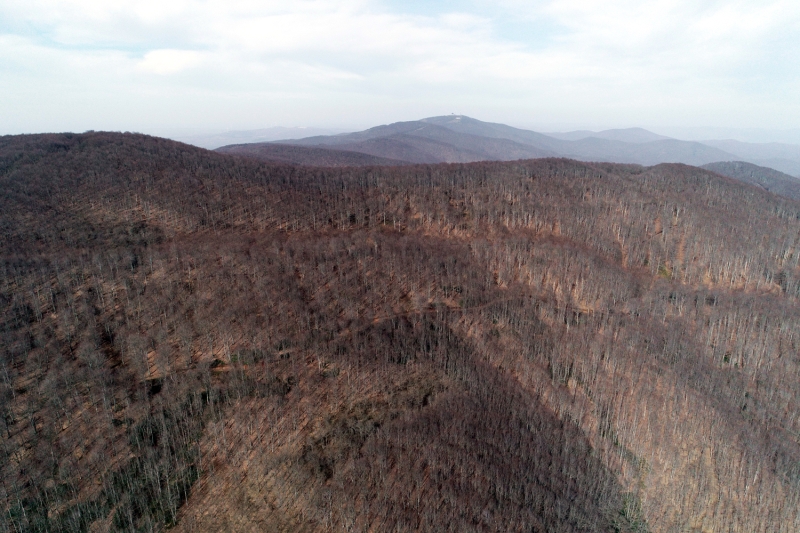 <table><tbody><tr><td>Bitki</td><td>İhracat</td></tr><tr><td>Defne</td><td>50</td></tr><tr><td>Maviyemiş</td><td>8,2</td></tr><tr><td>Kekik</td><td>54,4</td></tr><tr><td>Keçiboynuzu</td><td>1,2</td></tr><tr><td>Kestane</td><td>35,8</td></tr><tr><td>Biberiye</td><td>1,7</td></tr><tr><td>Adaçayı</td><td>8,7</td></tr><tr><td>Toplam</td><td>160</td></tr></tbody></table>