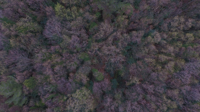 <p>Kastamonu Abana Ormanı</p>