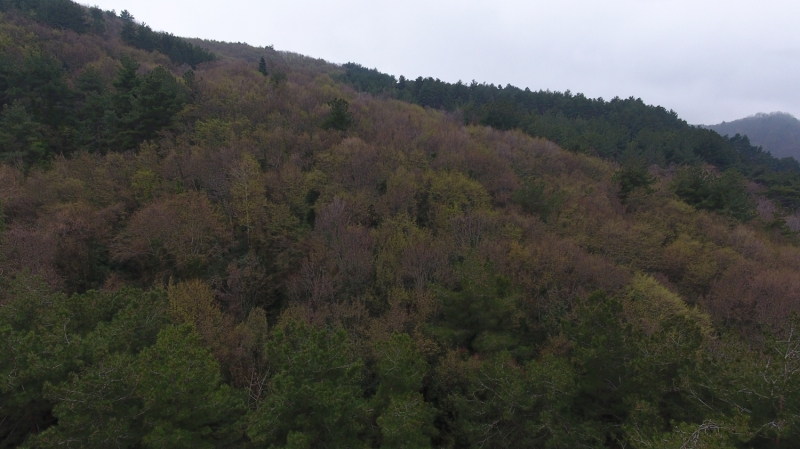<p>Kastamonu Abana Ormanı</p>