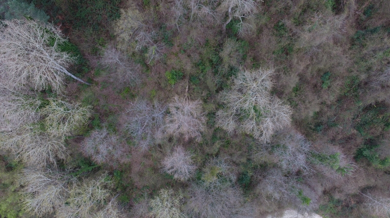 <p>Kastamonu Abana Ormanı</p>