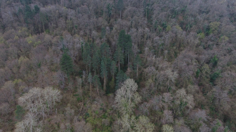 <p>Kastamonu Abana Ormanı<br></p>