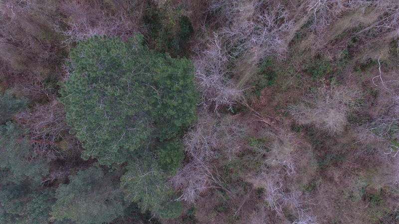 <p>Kastamonu Abana Ormanı</p>