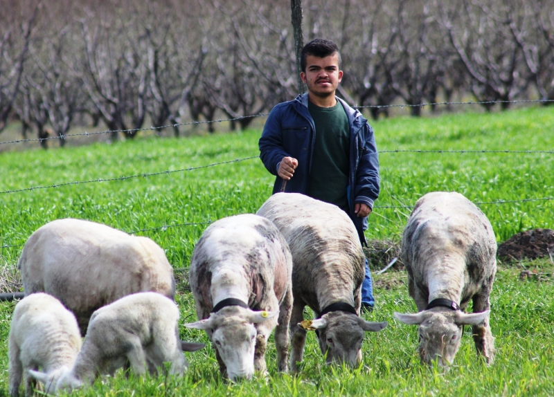 <p>ahin, AA muhabirine yapt aklamada, KUR'dan 36 bin lira hibe alarak 20 koyunla besicilie baladn syledi.</p>
