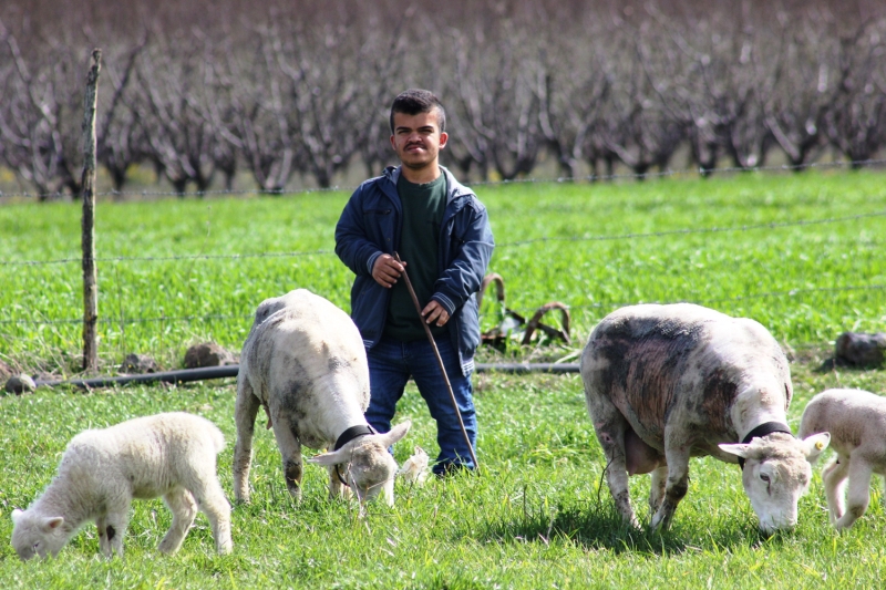 <p>Ald koyunlarn ounun gebe olmas sayesinde 3 ayda 50 hayvana ulatn anlatan ahin, hayallerini gerekletirmenin mutluluunu yaadn dile getirdi.</p>