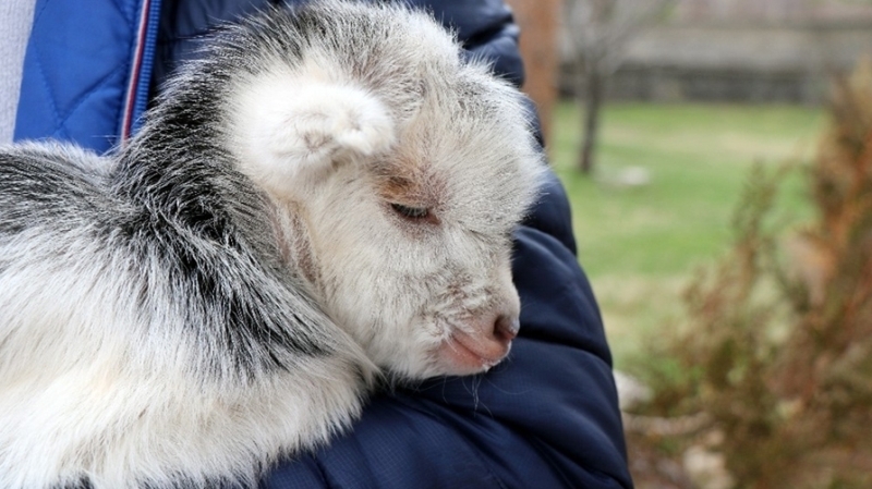 <p>Yavru keinin sahibi Abdullah Anlar ise, “Bizim ocuk sry akam kye getirdii srada birka kei doum yapm. Srden ayrlp beri tarafta doum yapan bir keiyi ise unutmu. O kei de sabah aynn kurban oldu. Yavrusu sa kalm. Gazeteci arkadaa rast geliyor. Sa olsun kye getirdi ve keinin benim olduunu renince telefonla arayp gel keini teslim edeyim dedi. Gelip aldm. imdi bunu keilerin arasnda sahiplenecek bir anne bulacam” diye konutu.</p>