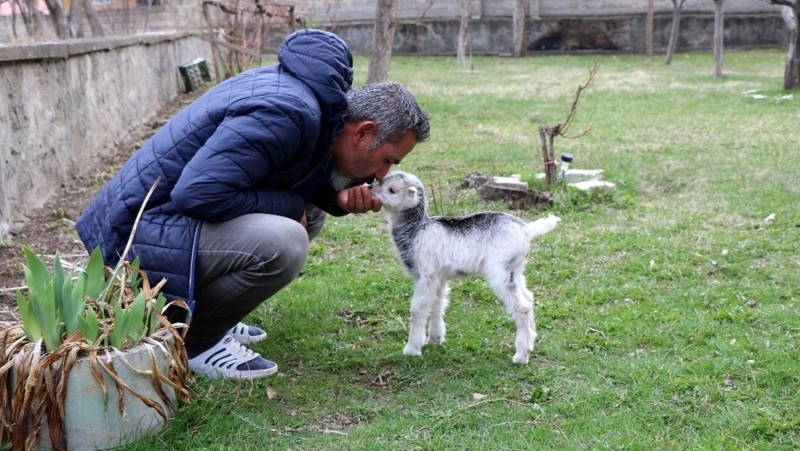 <p>Bir sre sonra karn doyan yavru kei kendini toparlad. Srt antasna yavru keiyi koyarak kye dnen Aydemir, keinin sahibi olan alayan Beldesinden Abdullah Anlar’a ulat.</p>