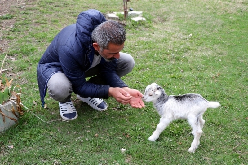 <p>Murat Aydemir, bitkin ve lmek zere olan kei yavrusuna, korona virsne kar yannda bulunan effaf eldivenin parmak ksmn biberon gibi kullanp ierisine lk su ve eker katp st niyetine iirdi.</p>