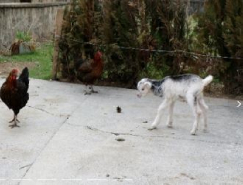 <p>Biraz ekerli suyla karnn doyurdum. Kendini toparlad. ok ilgin ay annesini yemi yavrusunu sa brakm. Takdiri ilahi.” dedi.</p>