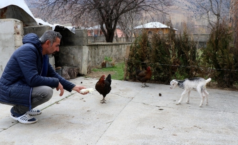 <p>Kei yavrusunu lmek zereyken bulan Murat Aydemir, “Arkadala trekking ve haber yapmak iin Munzurlara ktk. Baya yksekteyken ses duyduk. Baktmzda keiyi ay yemi bir ksmn da topraa gmm haldeydi. allk dibinden gelen sese yneldiimde yavru keiyi grdm.</p>