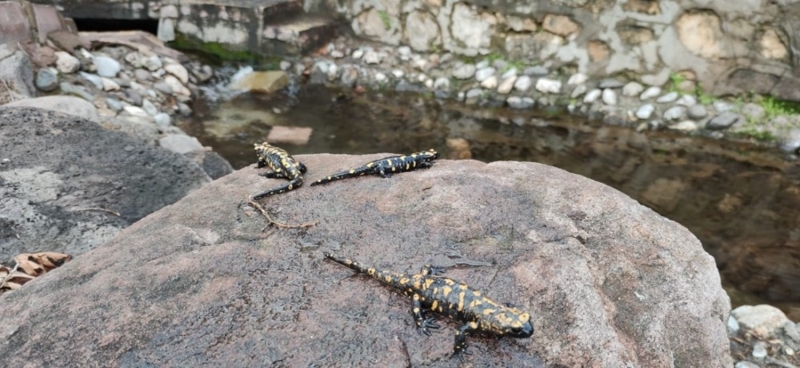 <p>Foto�raf��lar, semenderleri foto�raflama keyfini ya�ad�.</p>