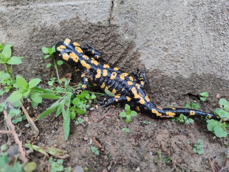 <p>“Burada semender ailesine denk geldik ve foto�raflad�k. Bu t�rlere herkesin sahip ��kmas� gerekiyor” dedi.</p>