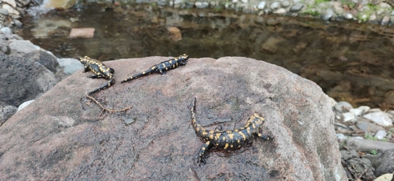 <p>Semenderler, uluslararas� anla�malarla koruma alt�na al�nmas� gereken bir t�r olarak biliniyor.</p>