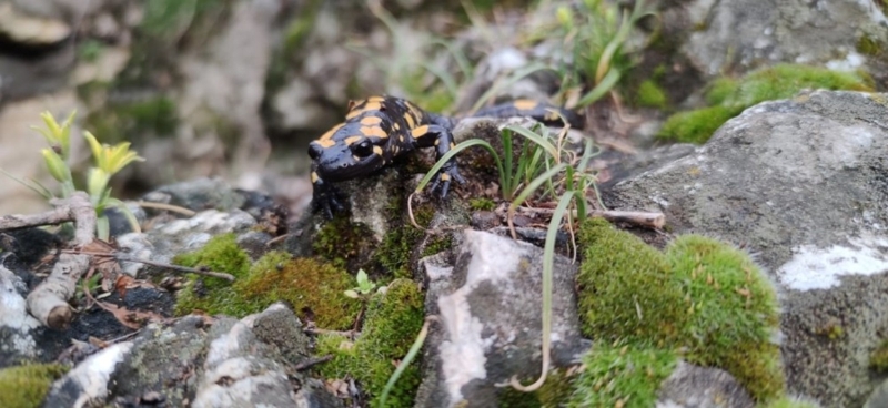 <p>Kentte semenderler ilk kez 2015 y�l�nda Tar�m ve Orman Bakanl��� taraf�ndan hayata ge�irilen “Ulusal Biyolojik �e�itlilik Envanter ve �zleme Projesi” dahilinde tespit edilmi�ti.</p>