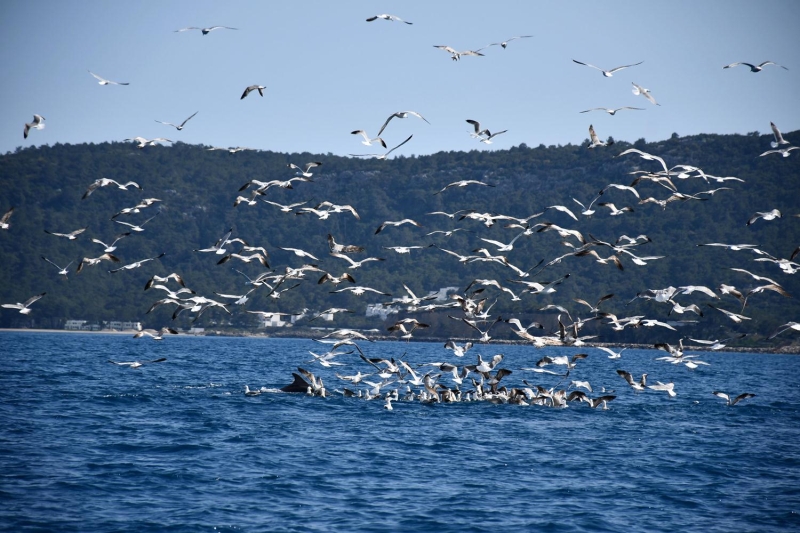 <p>Türk turizminin en önemli merkezlerinden biri olan, tarihi ve doğal güzelliklerinin yanı sıra deniz yaşantısındaki renklilikle ilgi çeken Kemer'de, son yıllarda şişe burunlu yunuslar sıklıkla görülmeye başlandı</p>