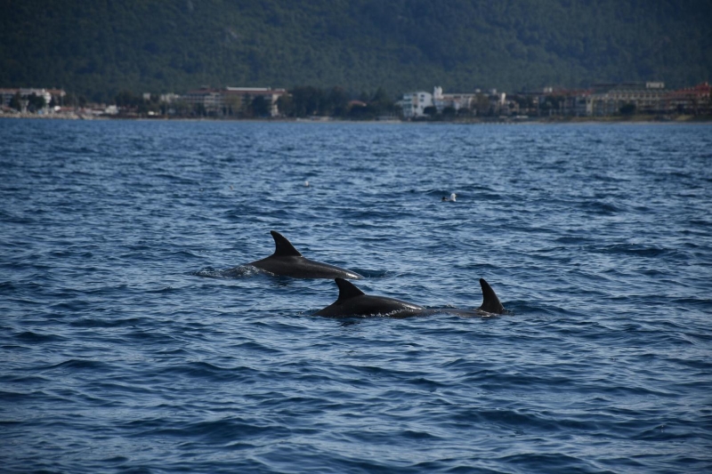 <p>Bölgemizde özellikle son yıllarda yoğun olarak görülen yunuslar, Kemer'de yaşayan yerli halkımızın yanı sıra ilçemizi ziyaret eden milyonlarca turistin de ilgi odağı olmaya devam edecek gibi görünüyor. </p>