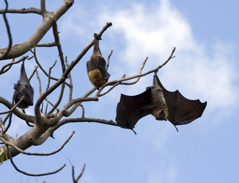 <p>Daha sonra Breaking Israel News, diğer komşu kentlerde de benzer yarasa ölümlerine rastlanıldığını yazdı.</p>