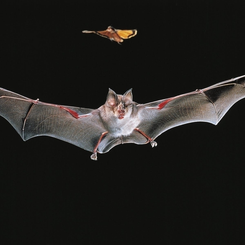 <p>Konu bilgi sahibi olduğunu ileri süren ve konu hakkında yazan bazı sosyal medya kullanıcıları, toplu yarasa ölümlerine hafta sonu görülen olağandışı soğukların neden olduğunu belirtti.</p>