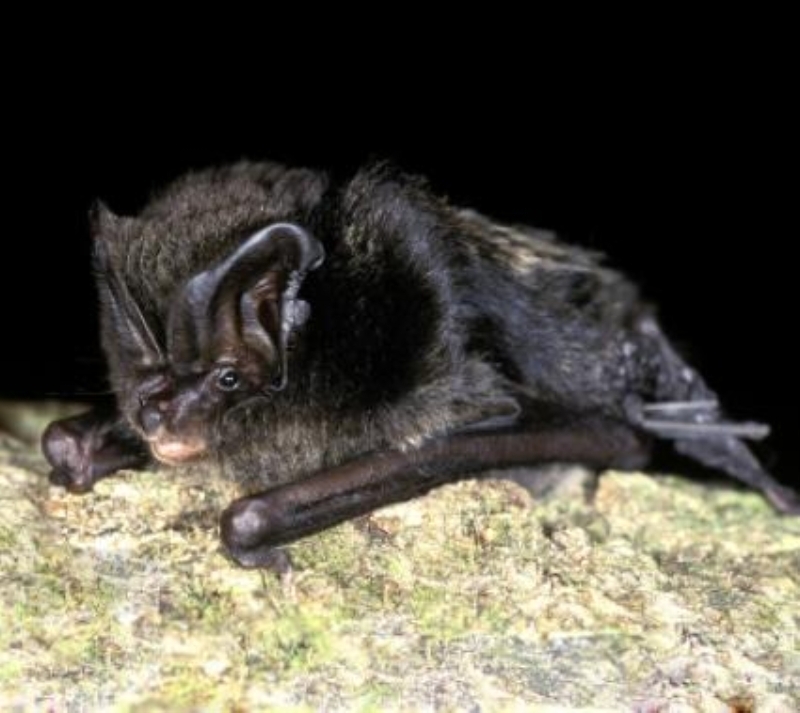 <p>Yarasalarda dolaşan virüsün insanlar arasındaki salgında görülenden çok daha daha farklı olduğunu savunan bilim insanları, iddianın kanıtlanmamış olduğunu söylüyor.</p>