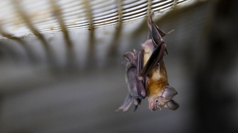 <p>İnternet sitesinde, bu durumun İncil'de insanlığın sonunu işaret eden olay olduğu ileri sürdü.</p>