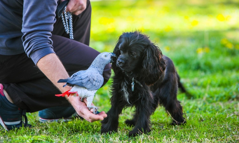 <p>Köpeğinin gündelik ihtiyaçları olduğunu ve bunu karşılamak için de sabah ve akşam olmak üzere yarım saat sosyal mesafeyi koruyarak gezinti yaptığını anlatan Meşe,</p>