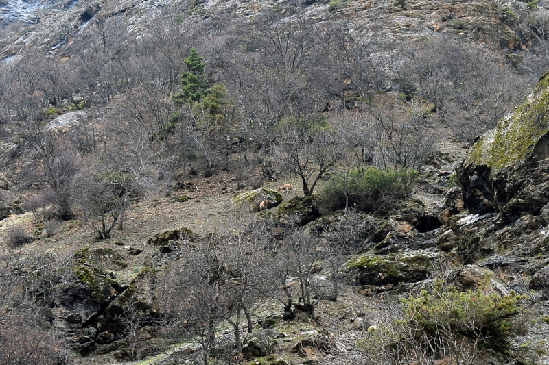 <p>Doa Koruma ve Milli Parklar Tunceli ube Mdrl ekiplerinin dzenli yrtt koruma ve kontrol faaliyetleriyle kaak avcln azald kentte, yaban keileri doal ortamlarnda rahata yaamlarn srdryor.</p>