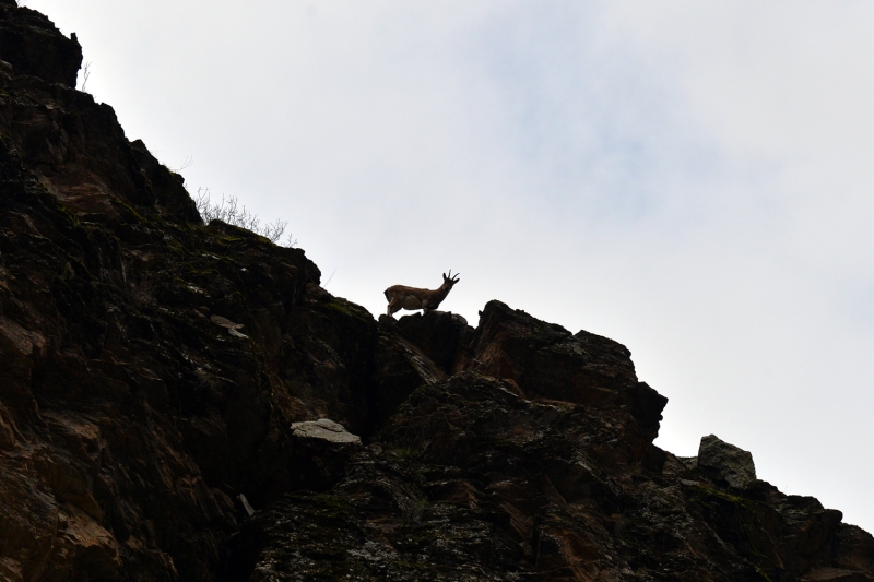<p>Zengin bitki rts ve yaban hayvan eitliliine ev sahiplii yapan Munzur Vadisi Milli Park'nda ilkbaharla birlikte zgrce gezen yaban keileri gzel grntler oluturuyor.</p>
