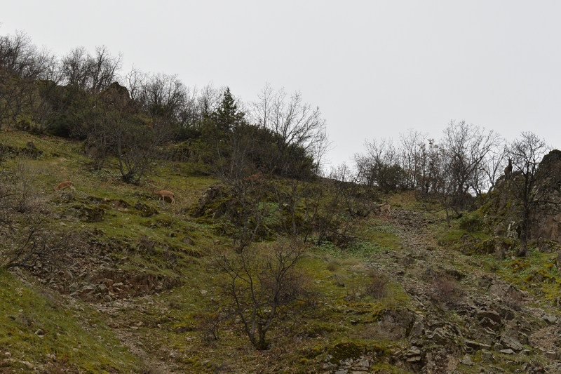 <p>Aralarnda yavrularnn da bulunduu yaban keileri, milli park sahas iindeki vadinin alt kesimlerinde karlarn erimesiyle aa filizleri ve boy veren otlarla karnn doyuruyor.</p>