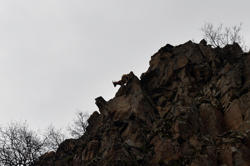 <p>Zaman zaman Munzur ay'na su imeye inen keiler, sevimlilikleriyle grenlerin ilgisini ekiyor.</p>