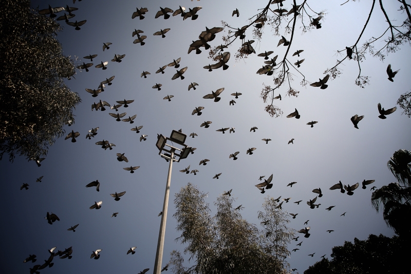 <p> Mersin'de sahil bandndaki Adnan Menderes Bulvar'nda, Mezitli sahil kordonu ile Mersin dmanyurdu, Beikta, Galatasaray ve Fenerbahe meydanlar ile Cumhuriyet Alan'nda sakinlik hakim oldu. Kent merkezindeki sahil bandn bo gren kular grup halinde utu. Kular, gzel grnt oluturdu.</p>