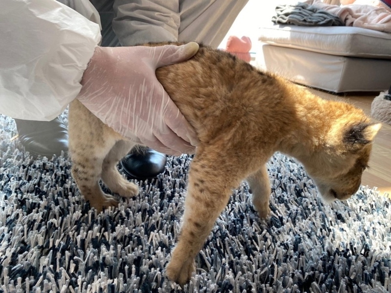 <p>Evdeki aramada bulunan aslan yavrusu ile piton ise Tar�m ve Orman Bakanl��� �stanbul 1. B�lge M�d�rl��� �ube M�d�rl���ne teslim edildi.</p>