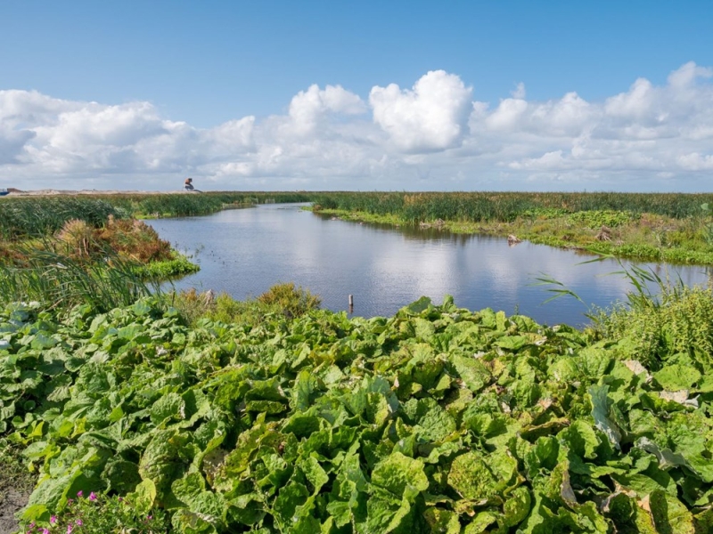 <p class='MsoNormal'><b>MARKER WADDEN'DE YAAYAN CANLILAR</b></p>   <p class='MsoNormal'><br></p><p class='MsoNormal'><br></p><p class='MsoNormal'>Blgedeki son saymlara gre, kaz, mart, rdek, karabatak,  su kysnda yaayan dalc ku, kakgaga ve denizkrlangc gibi trler olmak  zere 120 ku tr buraya akn etmi.</p>