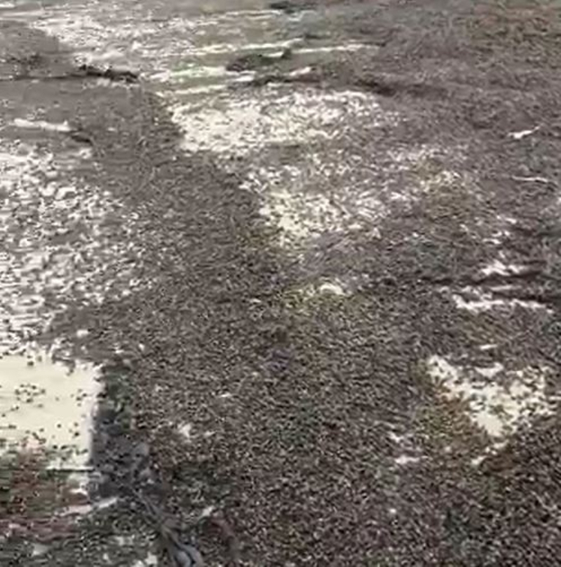 <p>Wetherill, kyya vuran yz binlerce l bcei grnce, hemen telefonuna sarld ve manzaray grntledi.</p>