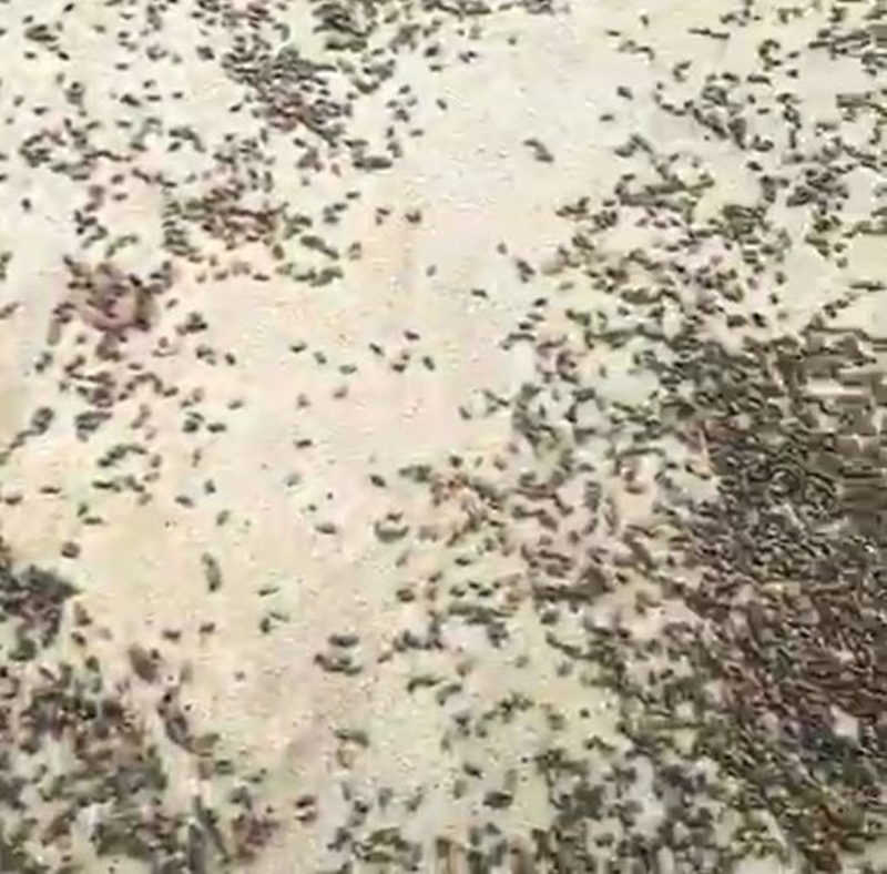 <p>Daha nce hi byle bir ey grmemitim.'</p>