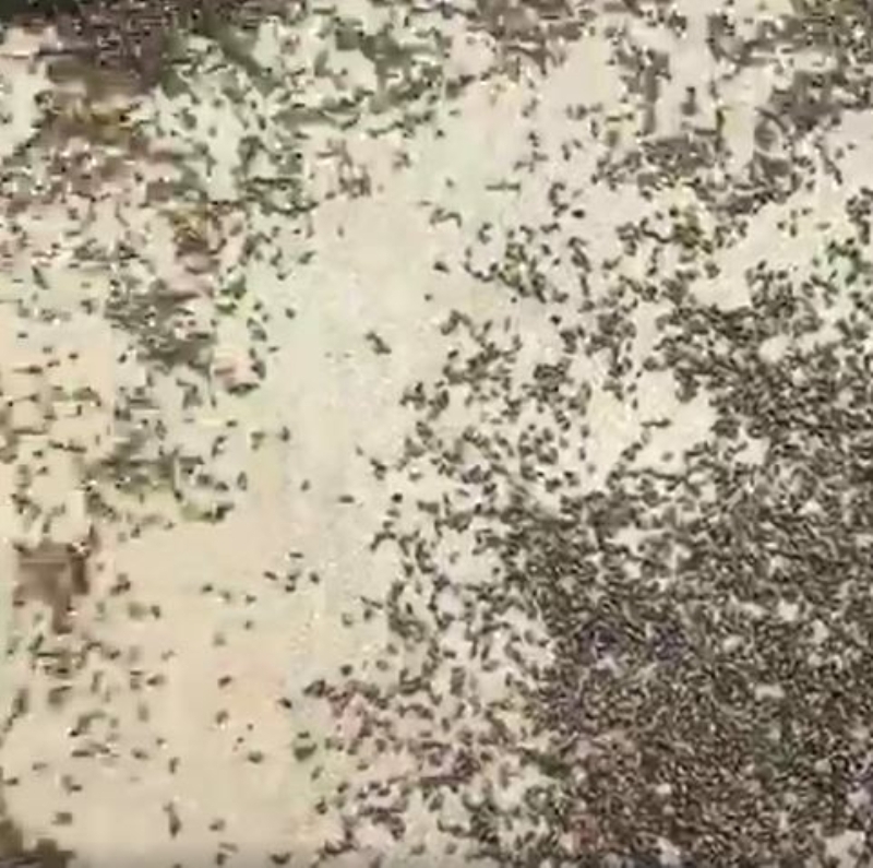 <p>ngiltere'nin Scarborough ehrinde sahilde yryen Sue Wetherill, bir anda grd manzara karsnda oke oldu.</p>