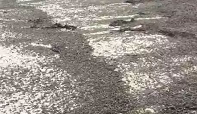 <p>Daha dikkatli baknca, bunlarn kitleler halinde l bcekler olduunu fark ettim...</p>