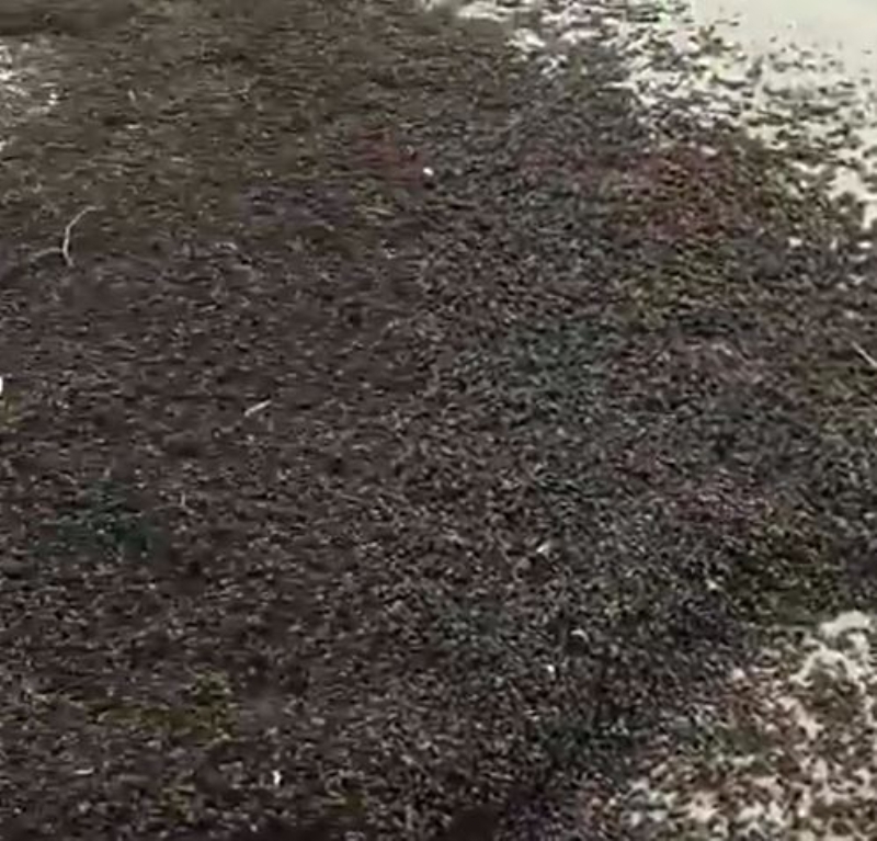 <p>Sonra sahilde ynla deniz kabuklularna benzeyen bir eyler grdm...</p>