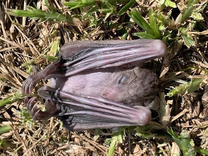 <p>srail'de rastlanan toplu yarasa lmleri, lkede korku ve panie neden olurken 'kyamet' sylemlerini artrd.</p>