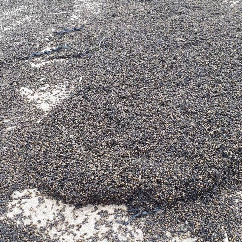 <p>Lambord 'Bu youn nfus, ilkbahar iin k uykusundan uyand...</p>