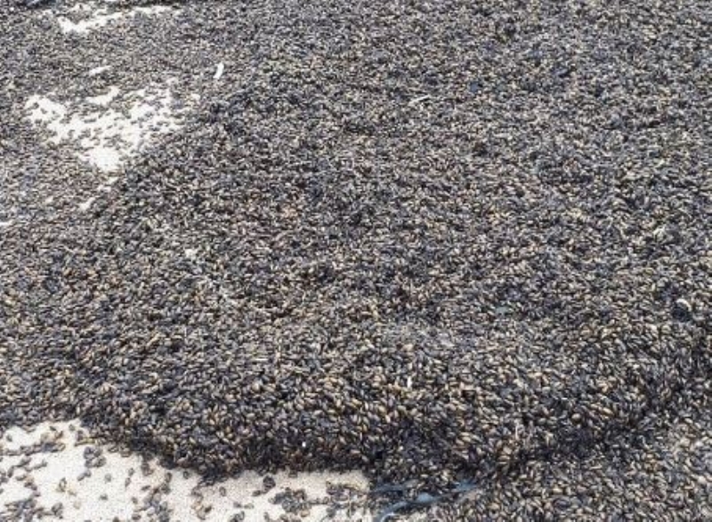 <p>ki trde scakl seven bcek trdr.</p>