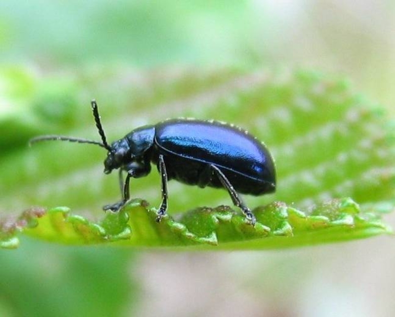 <p>Baz uzmanlar, bceklerin bir yaprak bcei tr olduu grnde.<br></p>