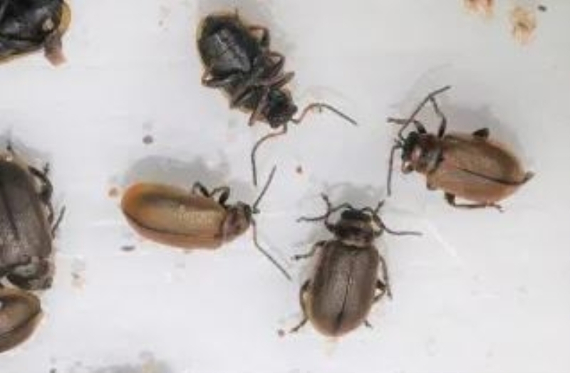 <p>Scarborough ve Burniston Sahil Gvenlik Kurtarma Ekibi, bceklerin genellikle anakara Avrupa'da bulunan bcekler olduunu</p>