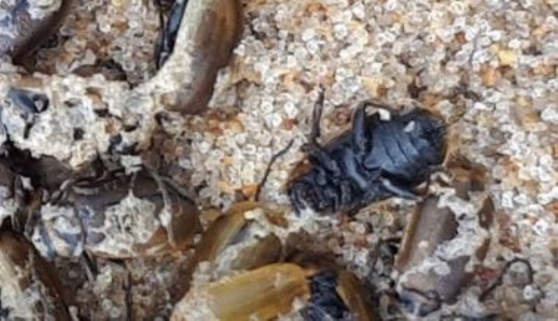 <p>Ancak geen haftann banda, kuzey dou rzgarlar esti. Hemen ardndan scak bir hava yaadk.</p>