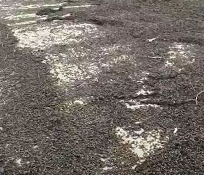 <p>aknla neden olan konu ise, normalde her iki bcek trnn de sahil ve deniz kysnda bulunmamas.</p>