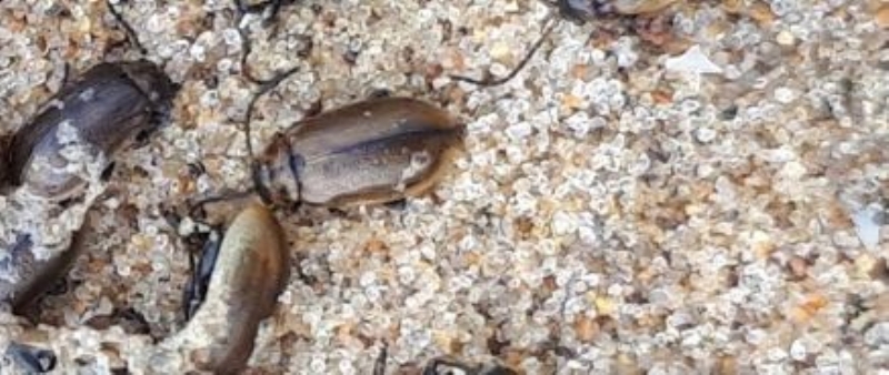 <p>Bitkilerin yapraklar ile beslenen bu bcekler Trkiye'de de bulunuyor.<br></p>